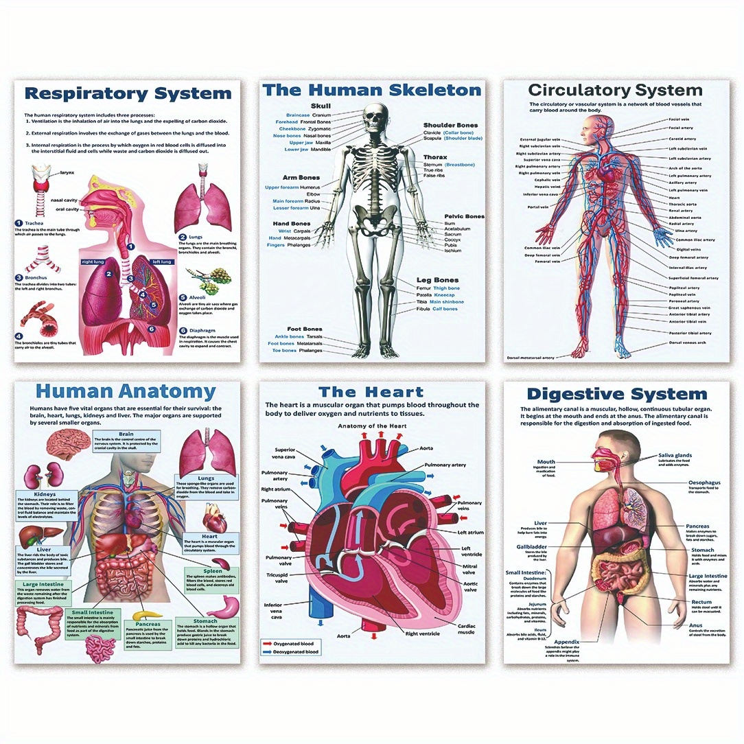 

Frameless 6pcs Human Anatomy Posters, Respiratory System, Human Anatomy Science Posters, Line Art, Suitable For High School Science, Educational Poster, Classroom Posters, 8x10inch