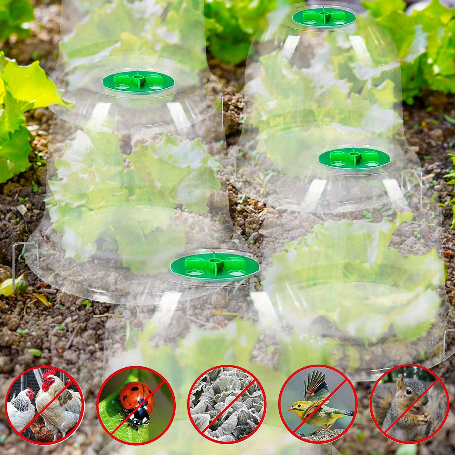 garden cloche clear bell covers freeze protection humidity - Temu