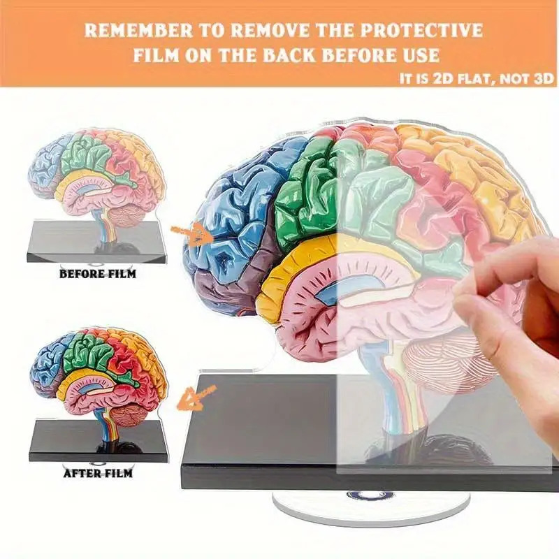human brain model sold on Temu New Zealand