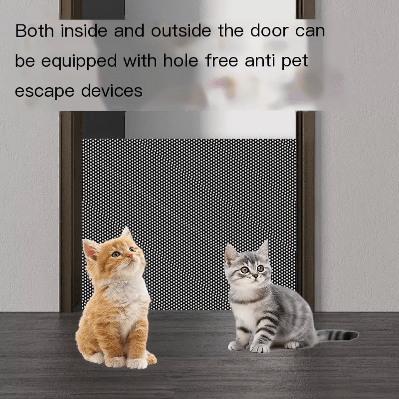 Feline Cat Runs Out The Door Cat Runs Out Front Door Why Do Cats