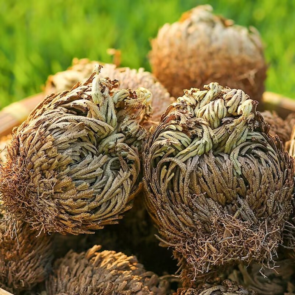 TEMU 7pcs Suitable For Spiritual Purification, Dried Rose Of Jericho Plant - Original Original Dried Fern Plants For Home Decor, Wedding & Holiday