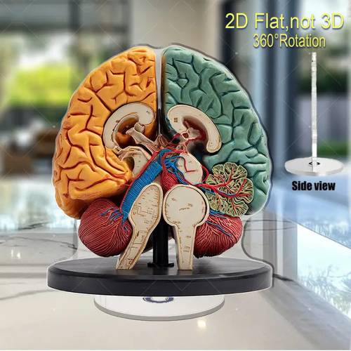 2d flat 2d flat surface 1 rotating human brain model 360 rotating base labeled psychology biology anatomy educational tool transparent acrylic display