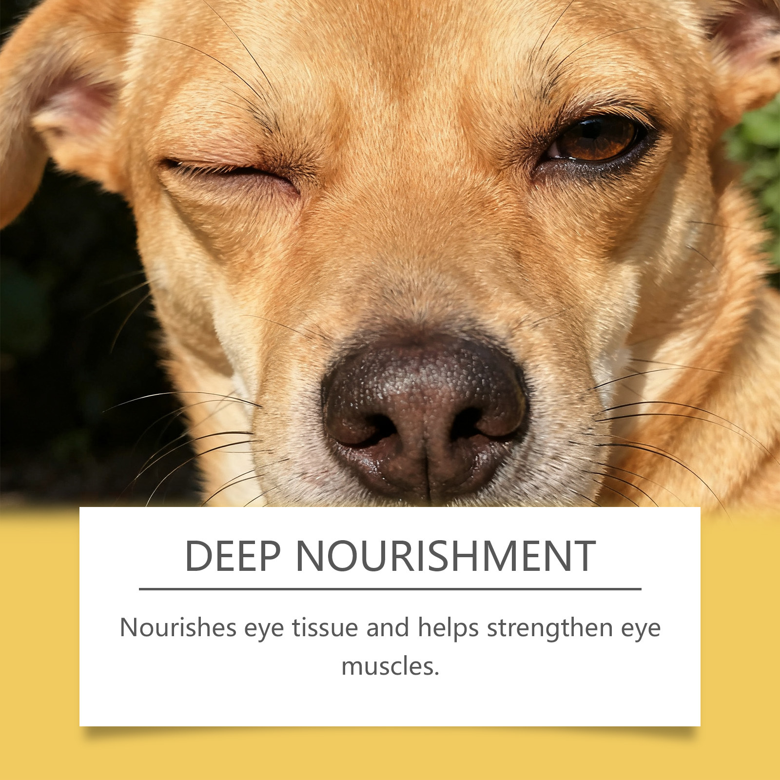 YEGBONG Advanced Vision Formula for Dogs, Improve Eye Clarity, Plant Extracts Eye Care Drops, Non-Irritating Gentle Formula, Supports Canine Eye Health & Visual Function, Daily Eye Care for All Dog Breeds, 30ML/1FL.OZ