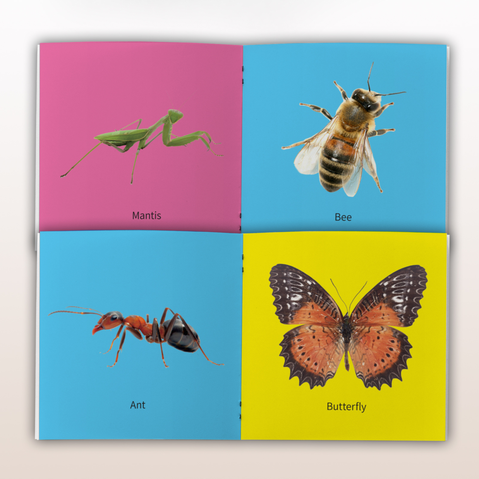Insects Flashcards for Kids Educational Early Learning Cards