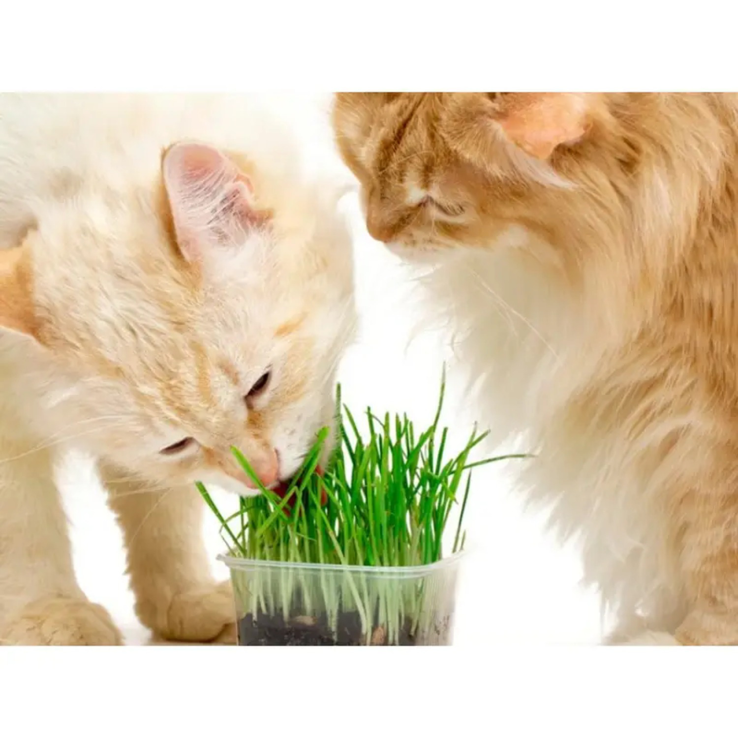 

300pcs Natural Artificial Pet Toys - Realistic Grass For Cats, Play & Training