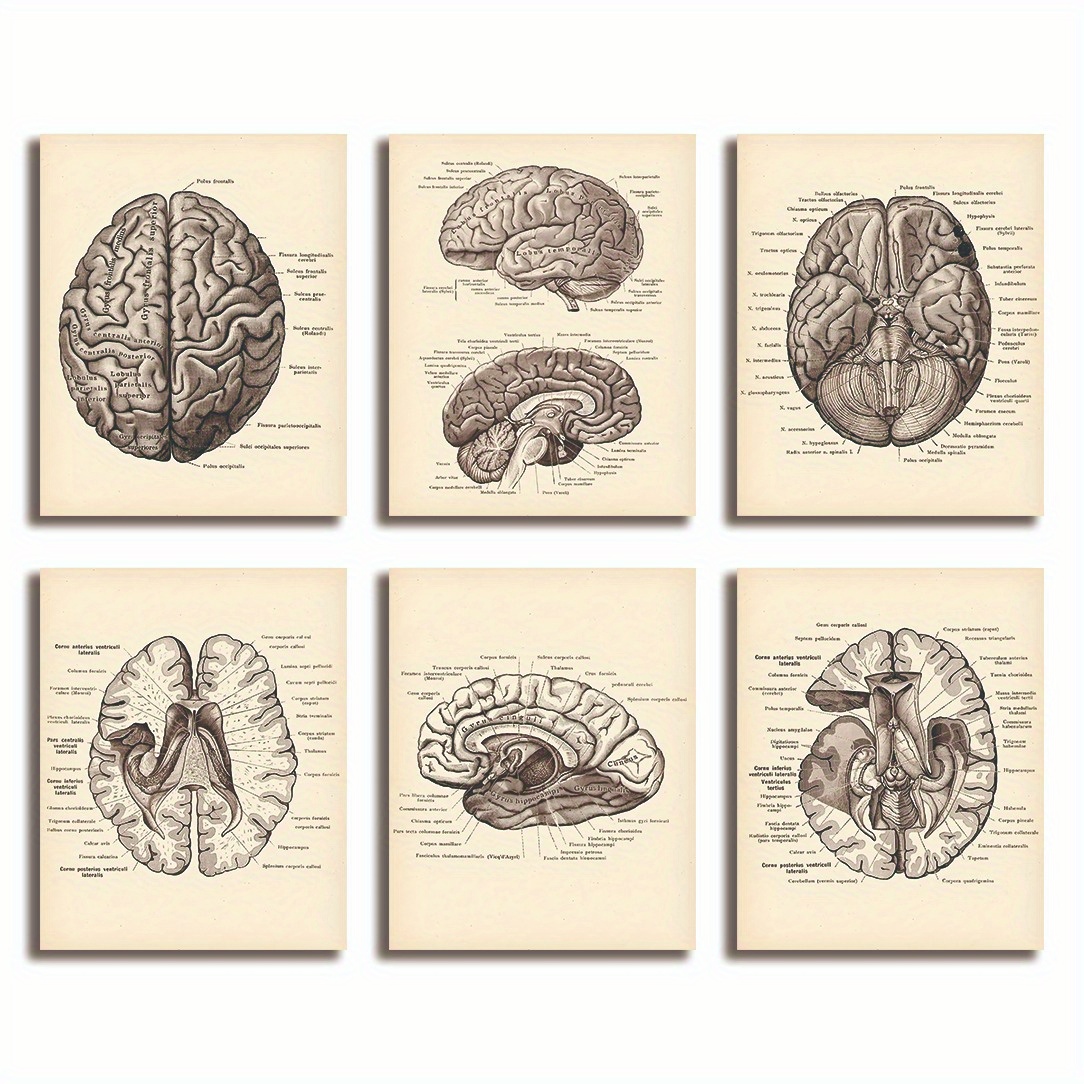 TEMU 6 Pezzi di Poster Neurologici Senza Cornice, Mappa del , Sezione Incrociata del , Anatonia del , Regalo per Neurologo, Decorazione da Parete
