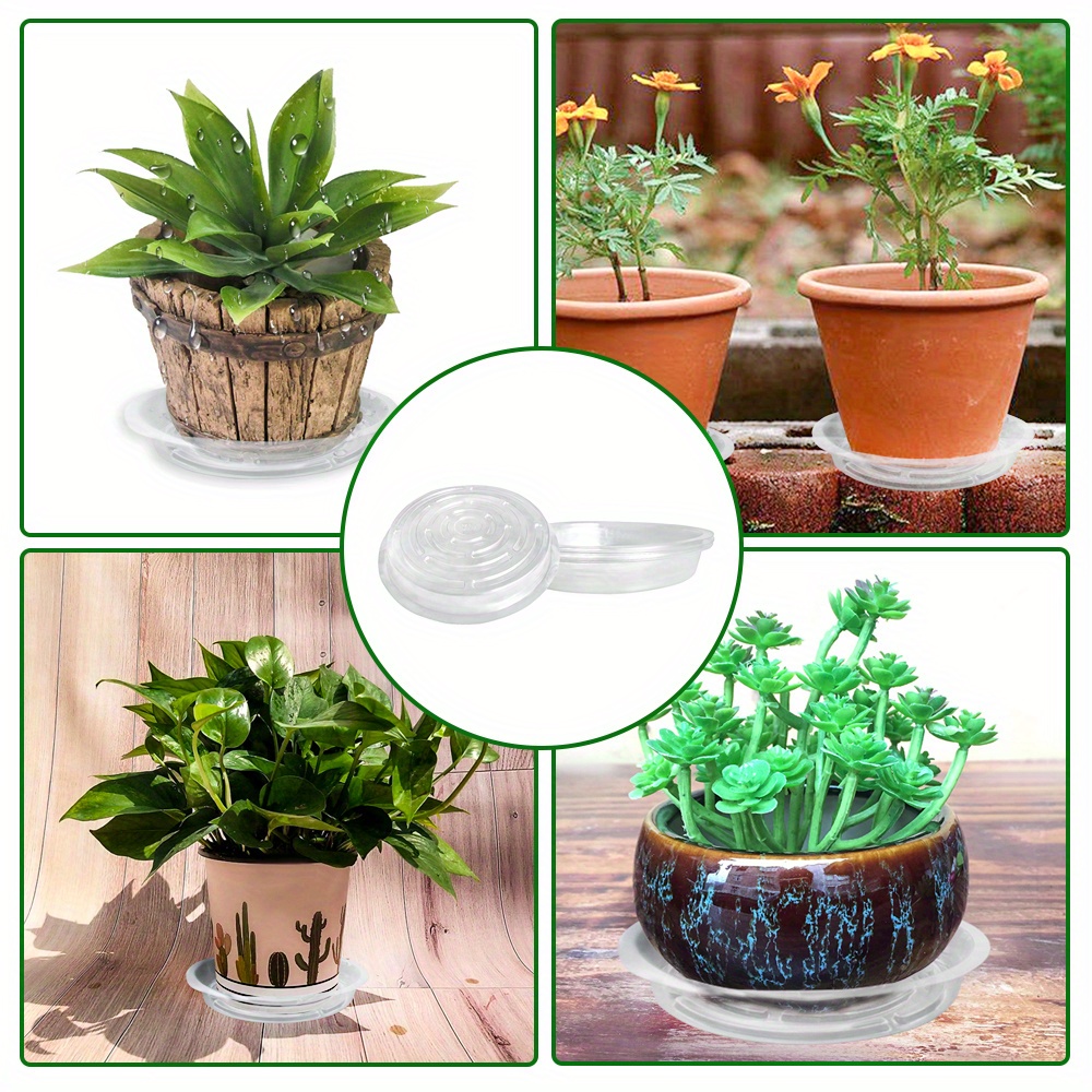 black cardinal philodendron site etsy.com Philodendron Black Cardinal main image 1