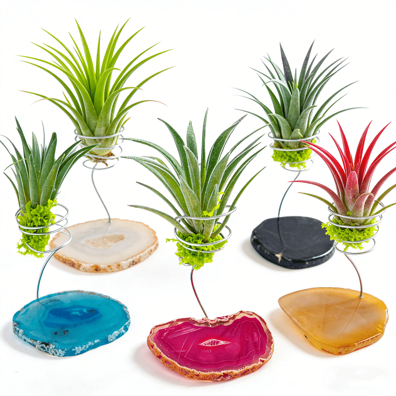 air plant pot sold on Temu United States