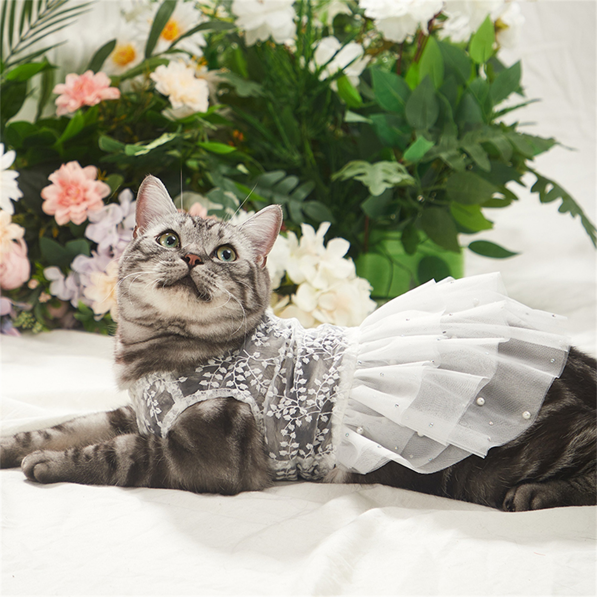 bridesmaid dresses for cats We're getting married so we got our cats this wedding attire : r/blackcats