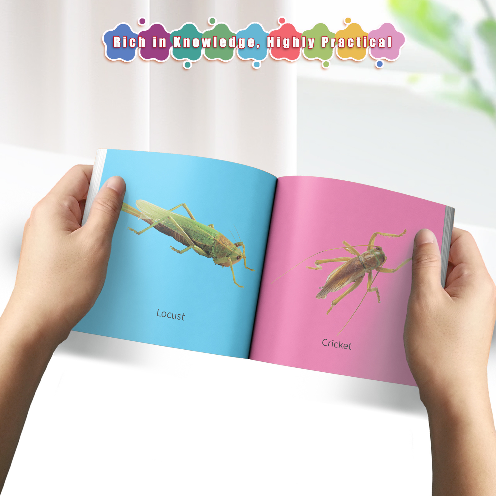 Insects Flashcards for Kids Educational Early Learning Cards