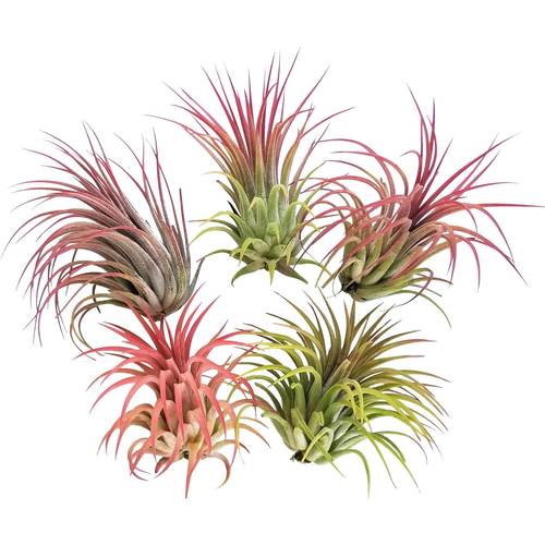 pack of 5 3 14 inches air plants varieties tropical indoor plants for home decor eco boxes homes weddings pies and gardens