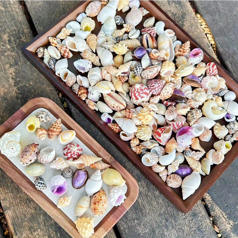 60g/袋 120g/袋】キラキラ輝く貝殻サンド 岩巻貝 紫巻貝 タワーシェル