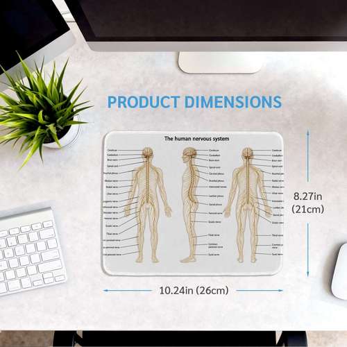 human anatomy desk non slip computer mouse pad compatible for office gaming thick base with brain central diagram durable for education