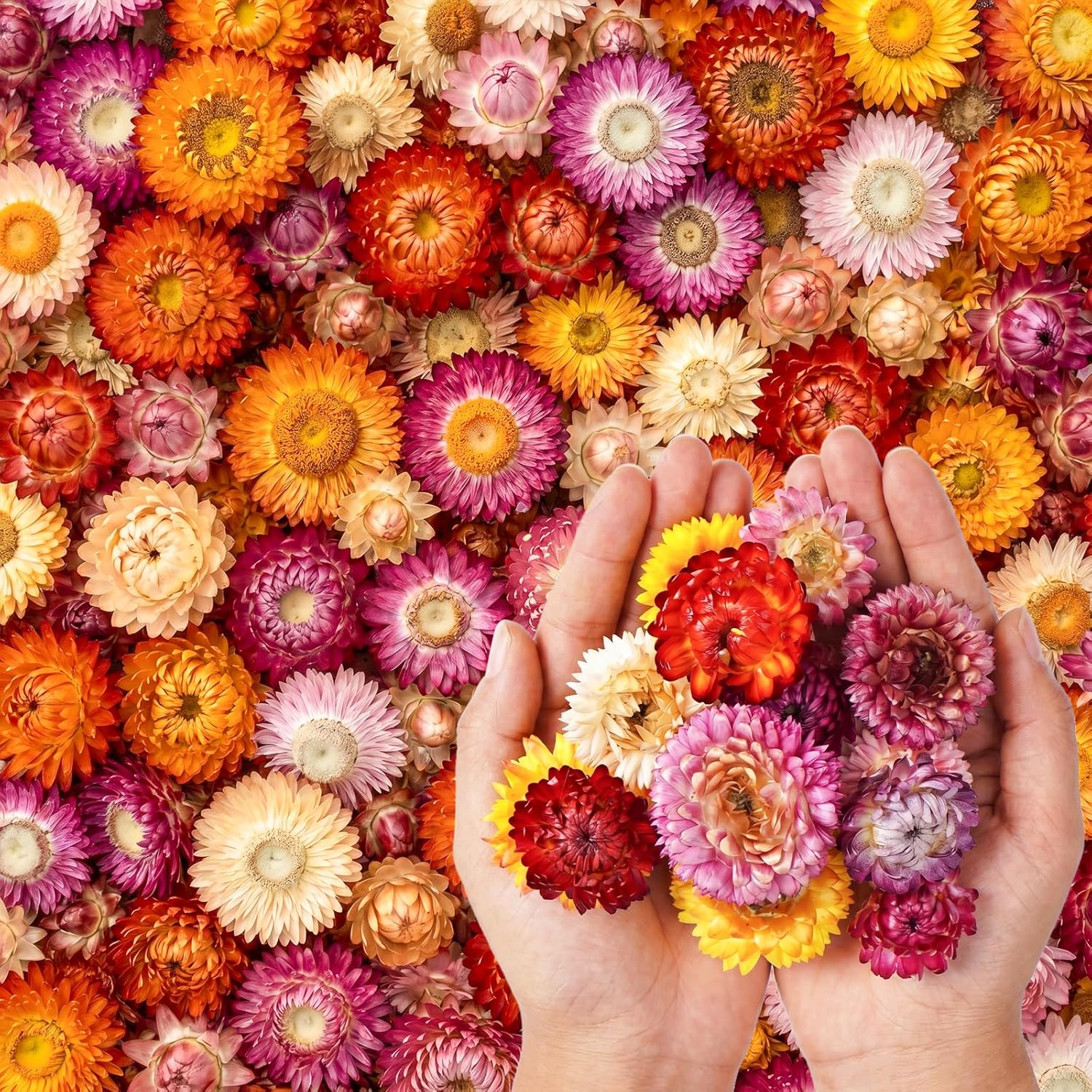 TEMU About 170pcs Natural Heads Real Sunflower Chrysanthemum Dried Flower Heads Dry Flower Heads Craft Flower Decor For Boho Home Crafts