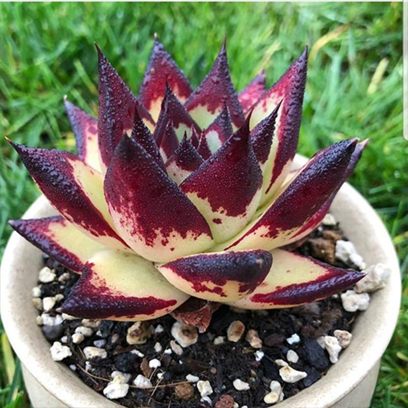 TEMU Succulent Diamond Painting Kit, Round/square Diamonds, Diy Art Craft For Home Decor, Adults' Relaxing Hobby, Perfect For Plant Lovers, Unique