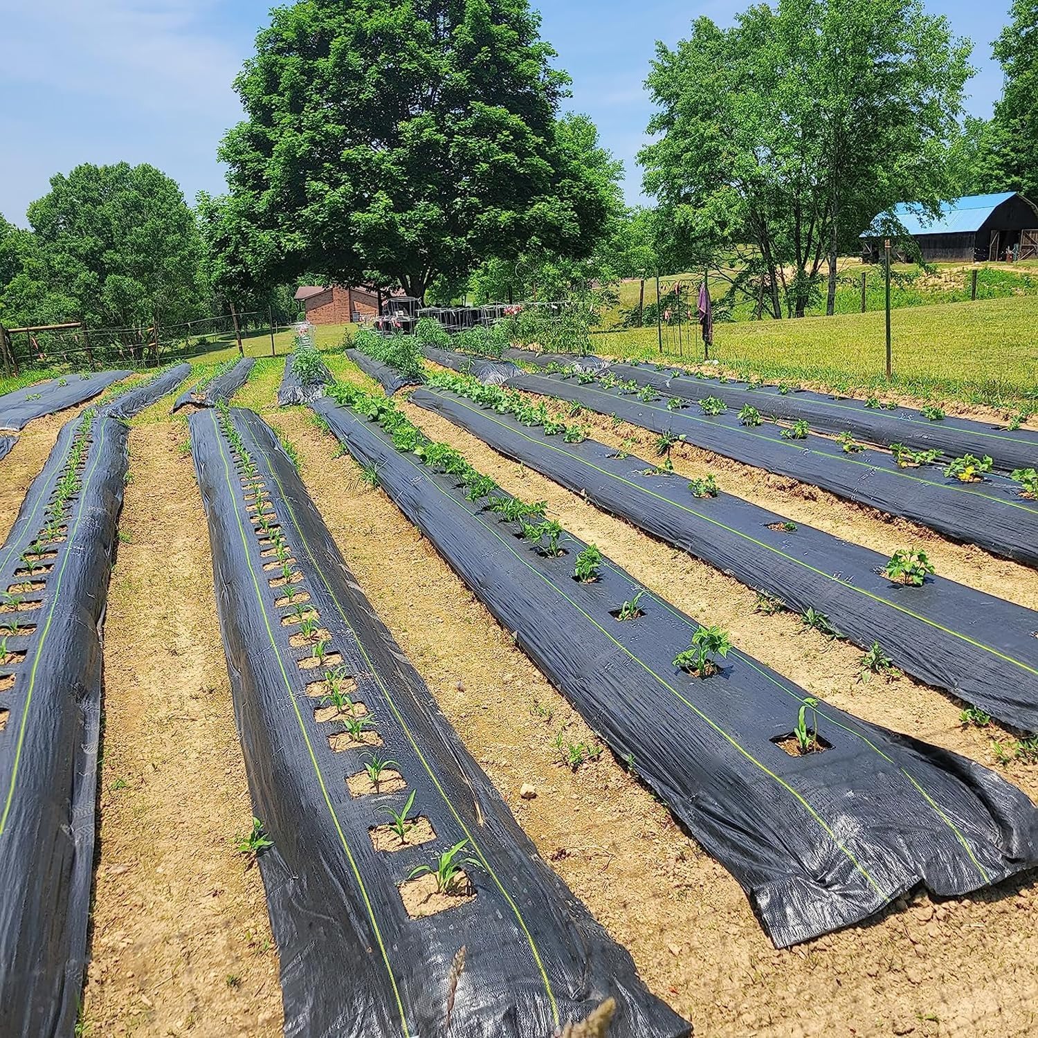 TEMU Heavy-duty Weed Barrier Fabric Measuring 4 Feet By 300 Feet, Suitable For Gardening And Landscaping. This Durable Material Is Designed For