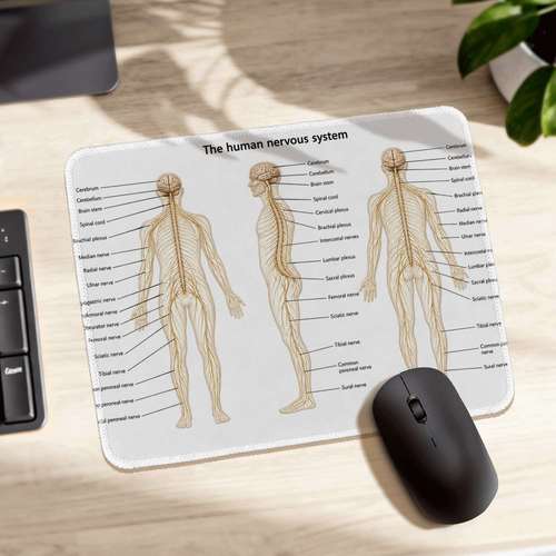 human anatomy desk non slip computer mouse pad compatible for office gaming thick base with brain central diagram durable for education