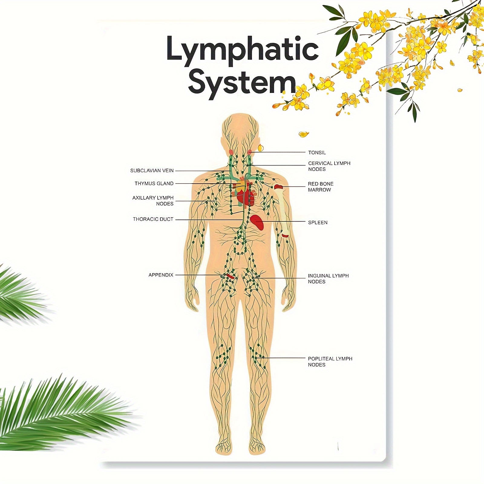 TEMU 2d Flat 1pc Human Lymphatic System Anatomy Educational Diagram 20x30cm 8x12in Vintage Tin Sign Style Wall Art For Home Decor Classroom Durable