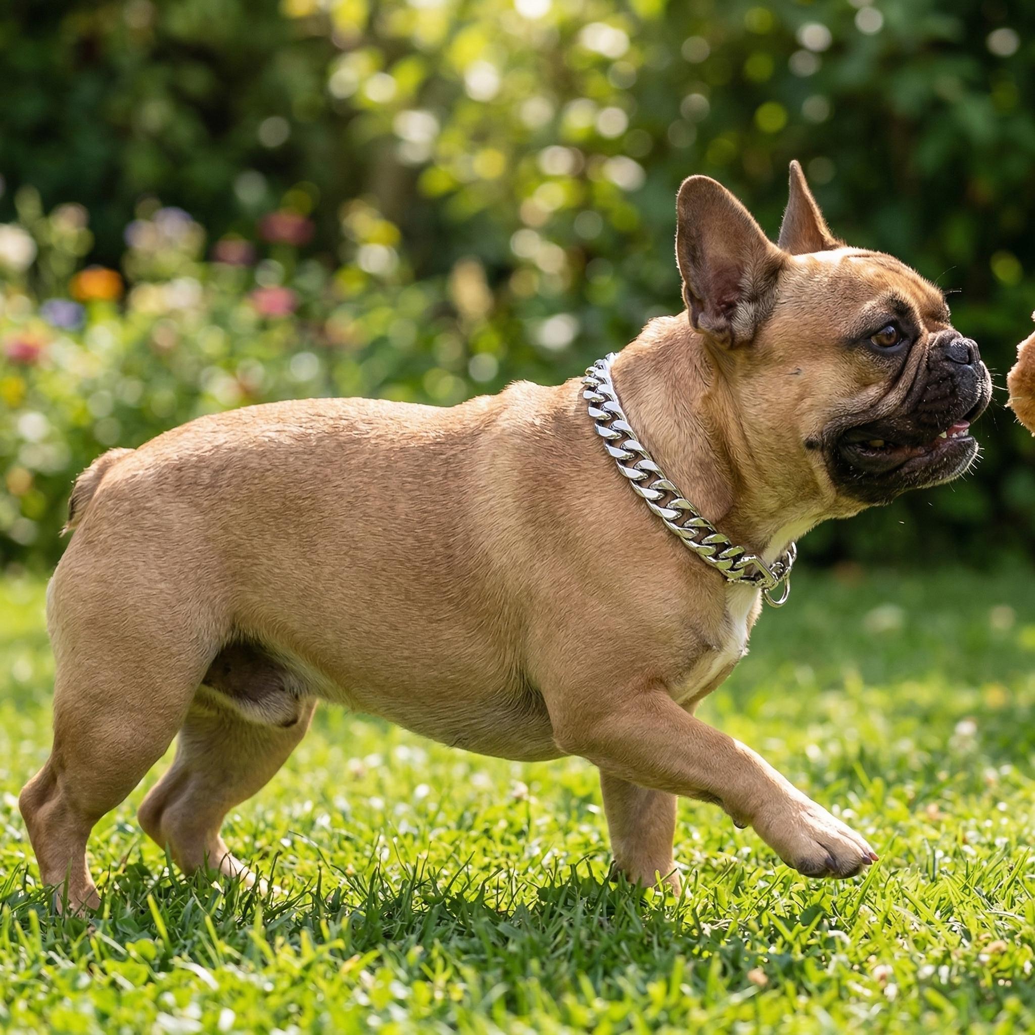Punk Style Alloy O-Chain Dog Collar for Pets