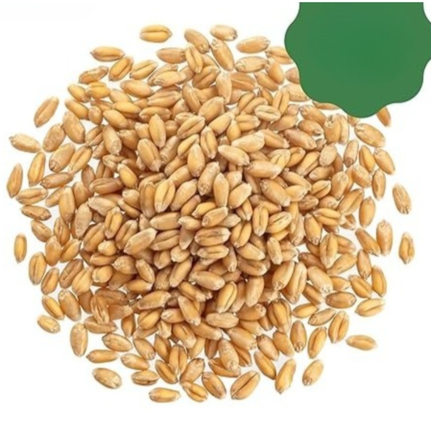 TEMU Cat Grass Accessory, Easy Sprouting System, Suitable For Indoor Cat Toys, .