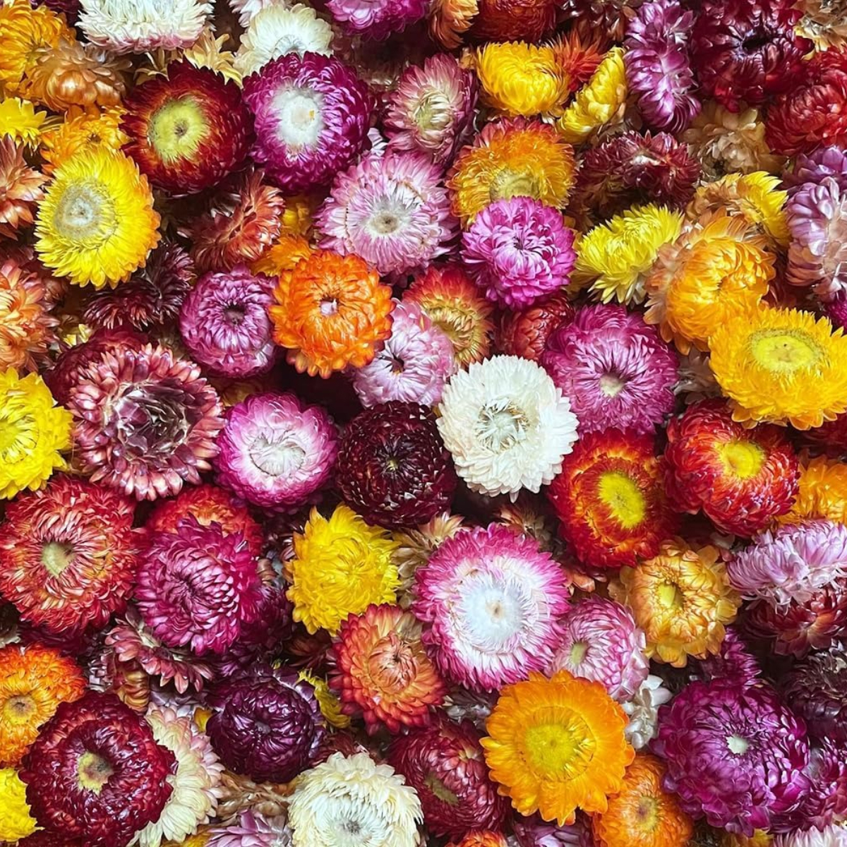 Image of 83pcs Dried Straw Flower Heads Dried Flowers Colourful Mix Natural Dried Flowers Daisy Chrysanthemum For Crafts Diy Projects Home Decoration