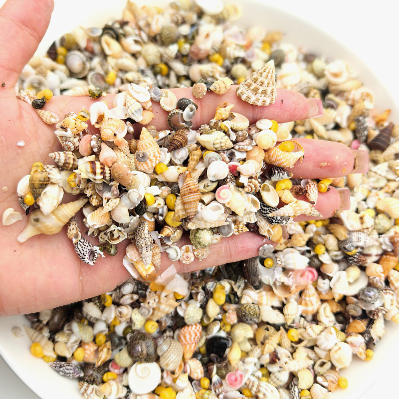 TEMU 1 Pack enthält Mini-Konchylien, Muscheln, Seestern und andere kleine marine Dekorationen. Geeignet für Mikro-Landschaftsdekoration, Partys mit