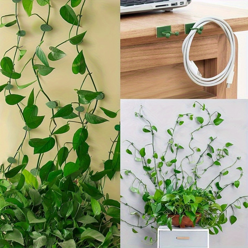 oak leaf philodendron Philodendron pedatum - Oak Leaf Philodendron Houseplant | Hortology