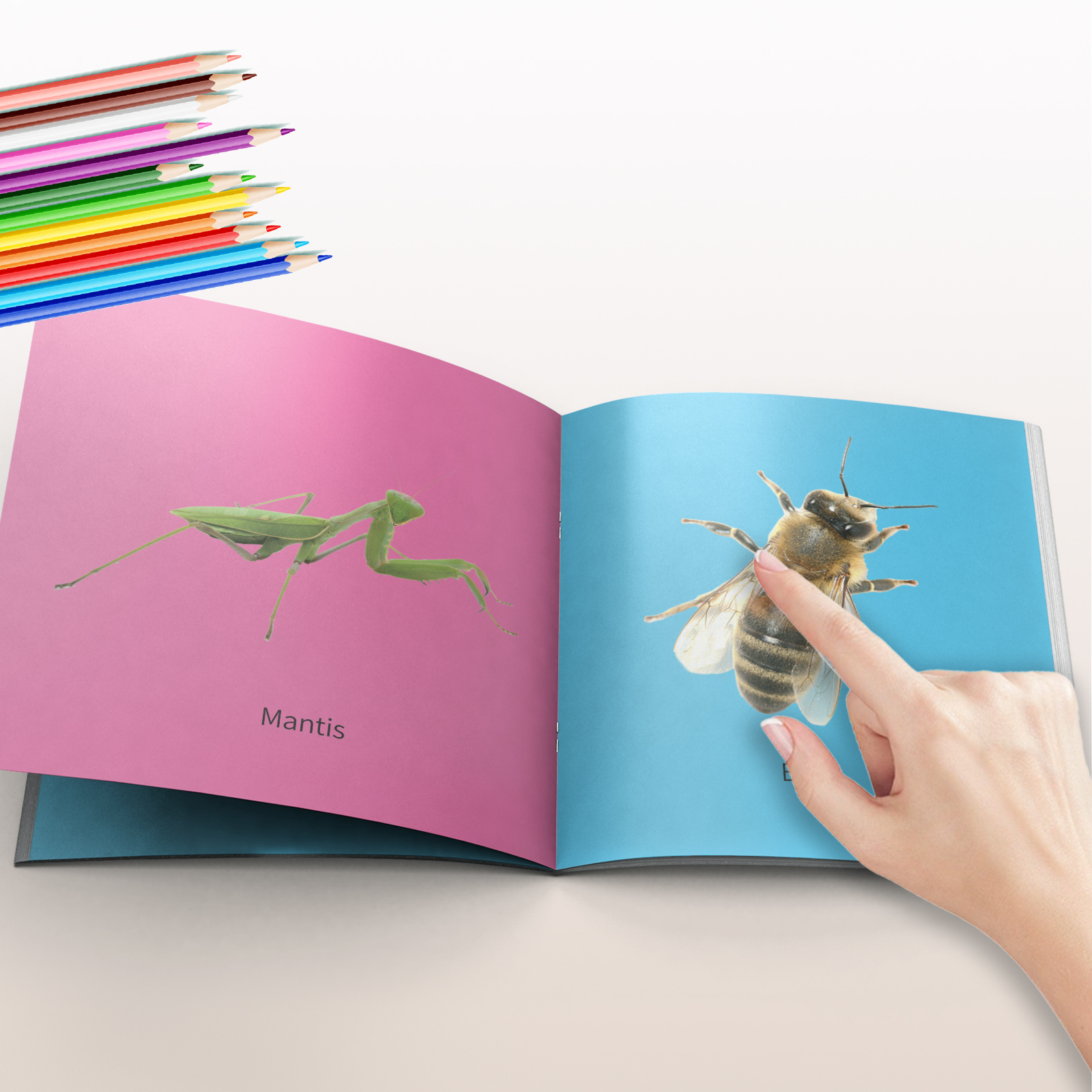 Insects Flashcards for Kids Educational Early Learning Cards