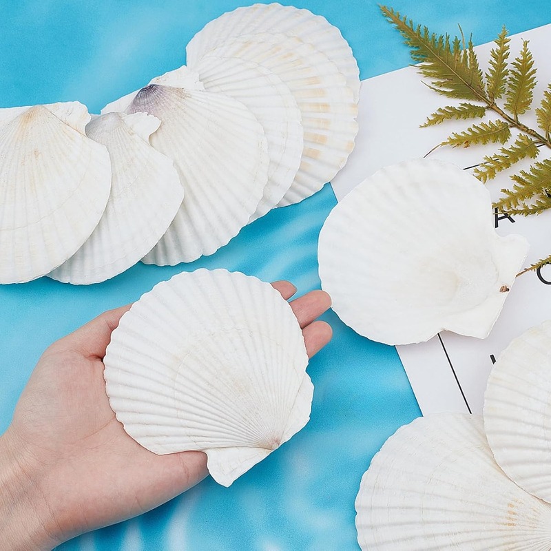 sea shells sold on Temu Australia