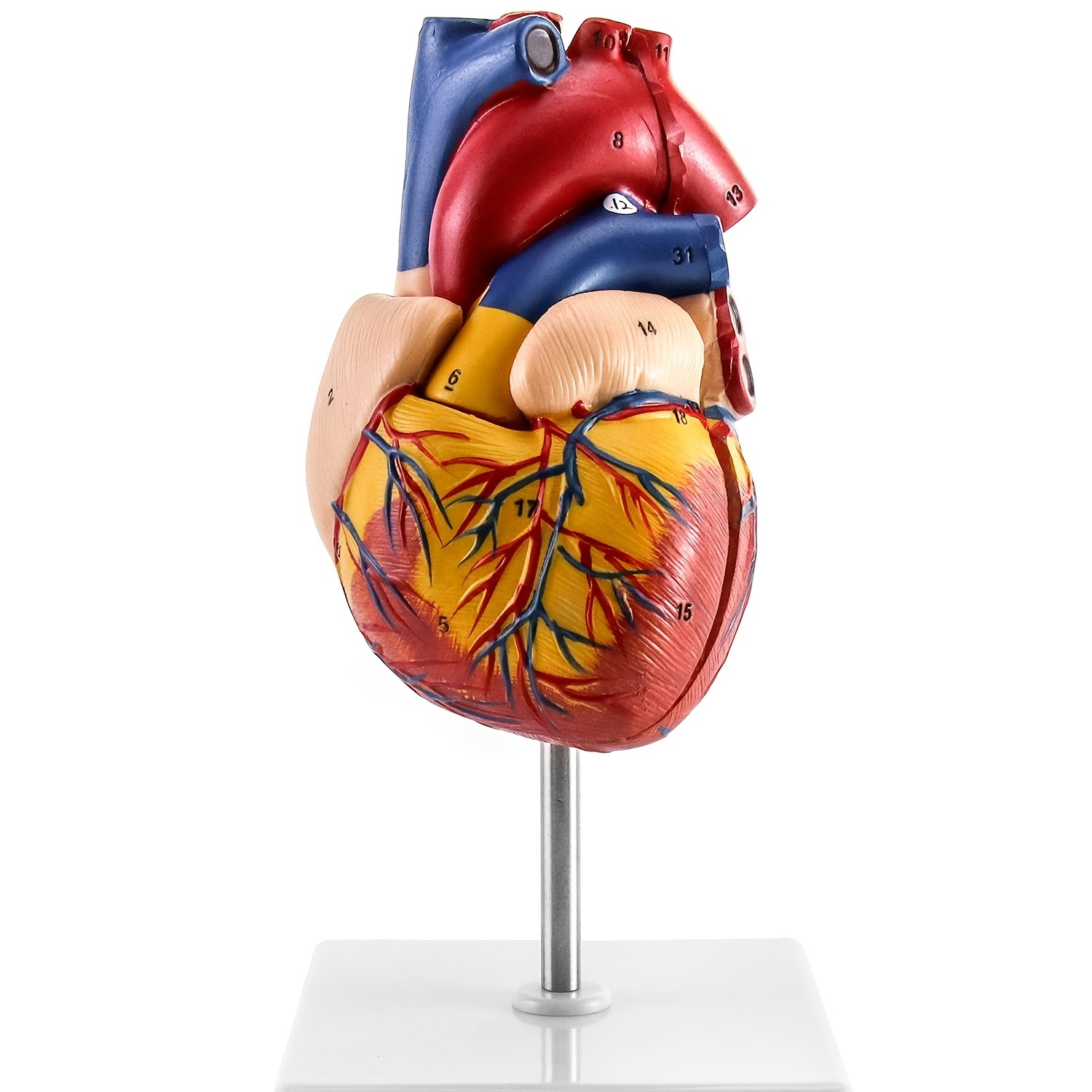 

Model, Anatomically Real Size Heart Model With 34 Anatomical