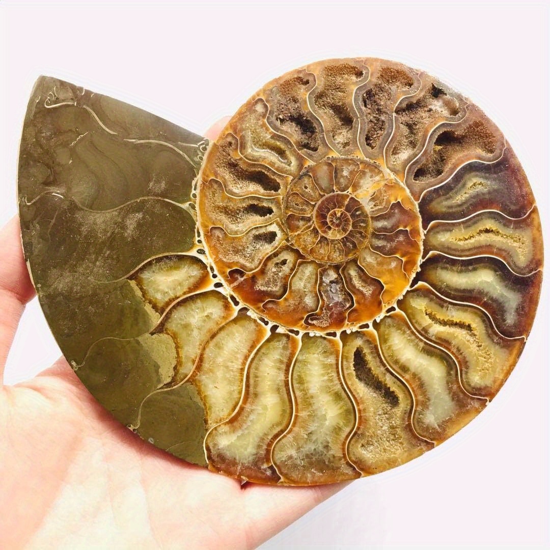 Large Size Natural Conch Fossils Crystal 120-150mm 1pc