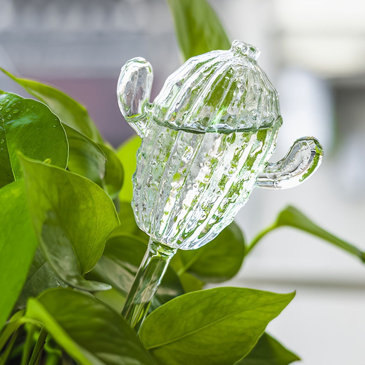 pilea peperomioides variegata Pilea Peperomioides Kokedama main image 1