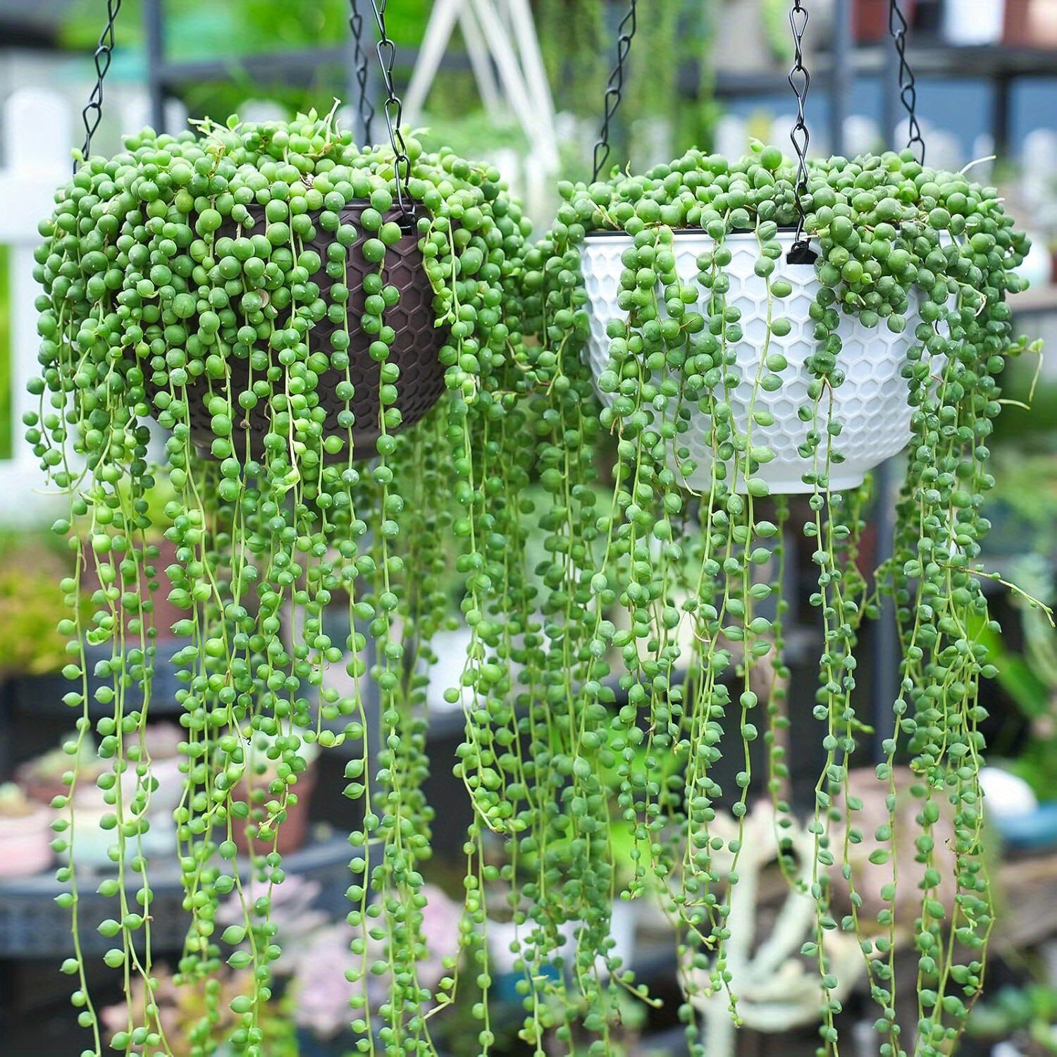 Set of 2 Artificial Hanging Plants, Resembling String of Pearls Succulents  * Indoor And Outdoor Decor in Homes, Offices, Weddings, And Parties. * Are  Low-Maintenance And Suitable for * Decoration in *