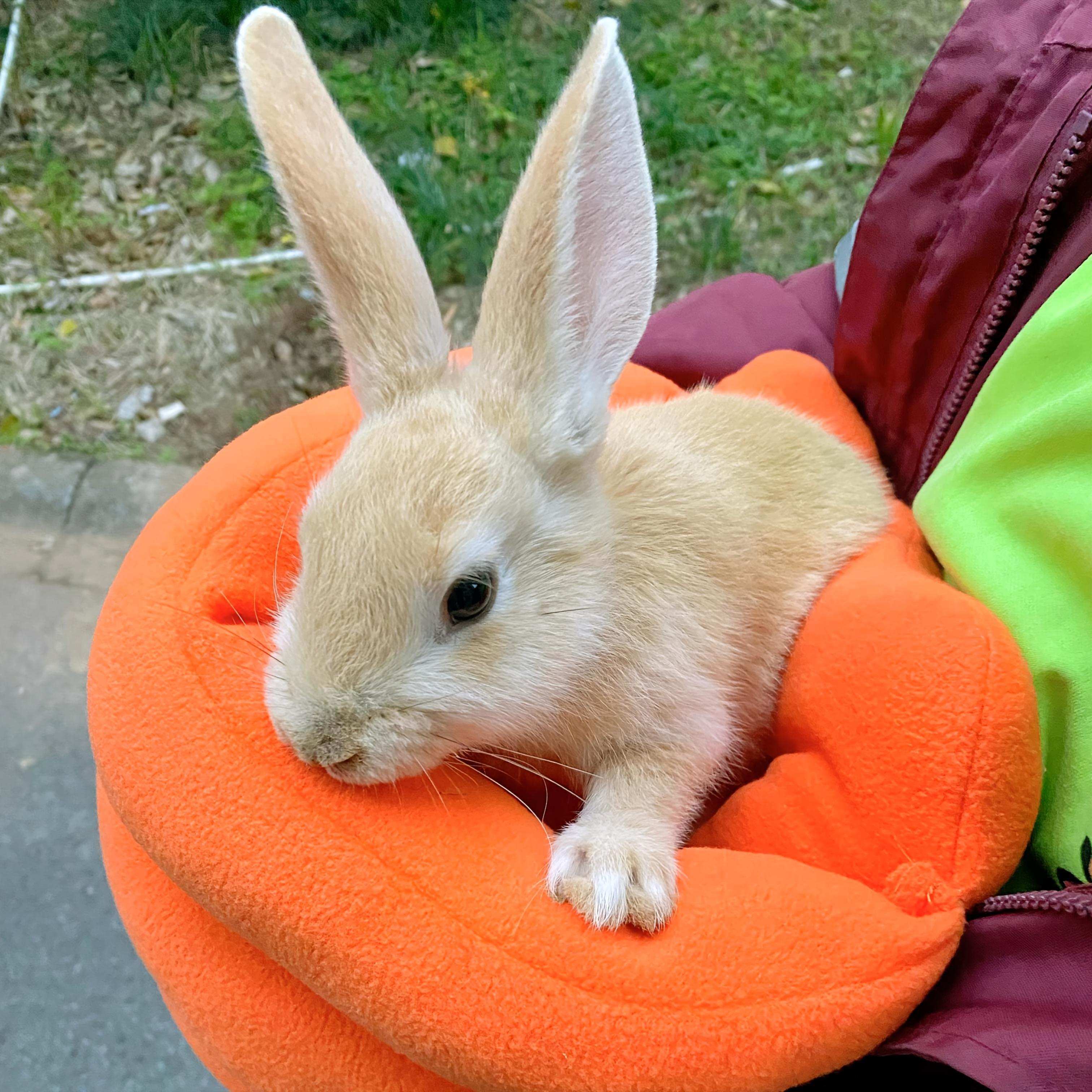 bed for rabbits, cats, dogs, and other small pets and animals