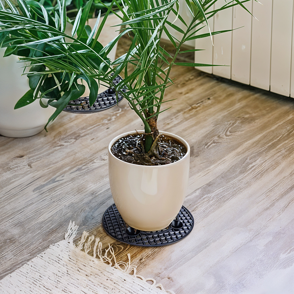 bright pale green and dark green dieffenbachia.com Dieffenbachia Memoria Corsii For Sale, Care & Growing Tips