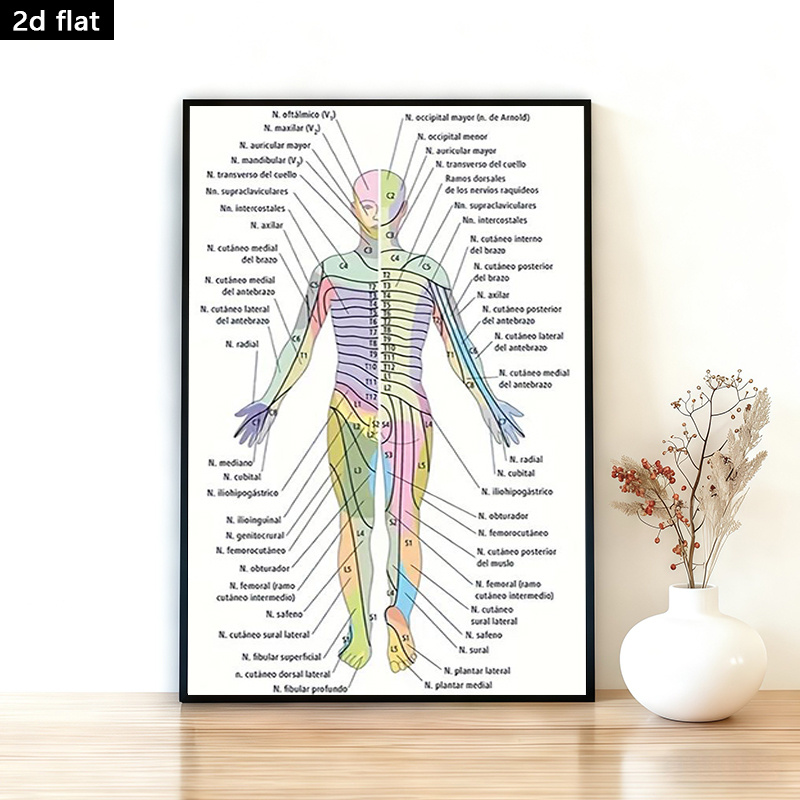 Spinal Nerves Anatomical Chart