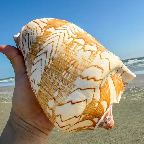 Counch Shell Fish large shells sold on Temu Australia