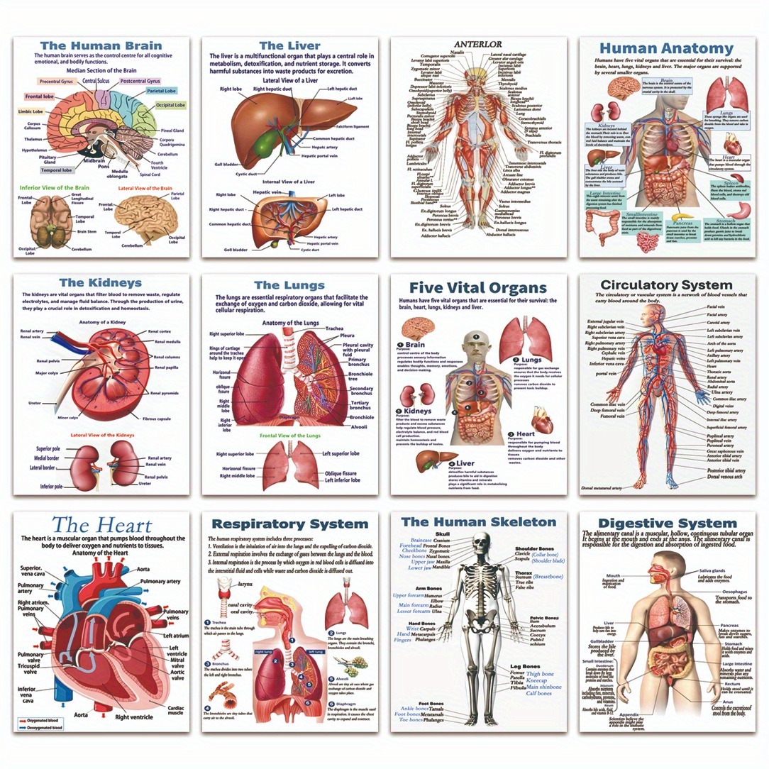 E-shop Rahmenlose 12-teilige Poster-Set zur menschlichen , Menschliche Biologie, Menschliche , Wissenschafts-Poster. Wissenschaft für die Oberstufe,