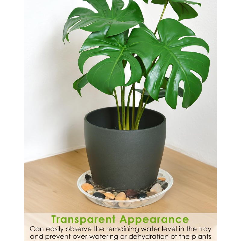 jade plant in pot Beautiful Lucky Jade Plant in Ceramic Pot