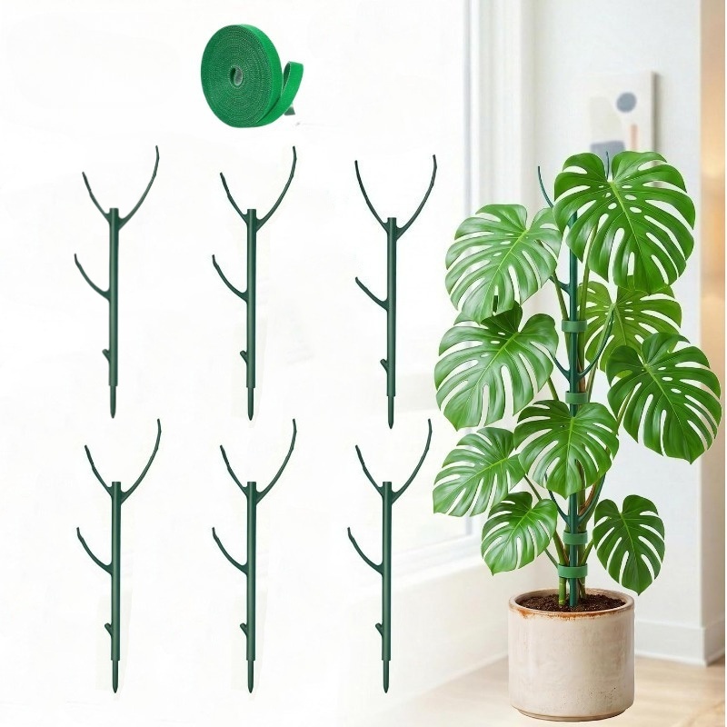buy indoor snake plant Snake Plant 'Zeylanica' 6" Pot / Nursery Pot