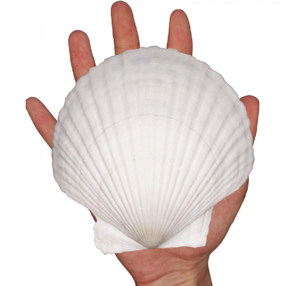 5.2- 5.6inch(13-14cm)large White Scallop Shells, Natural Loose Handmade Shells, Used For Baking, Hand-painting, Home Decor, Aquarium Landscaping, Beach Weddings, And Christmas Decorations