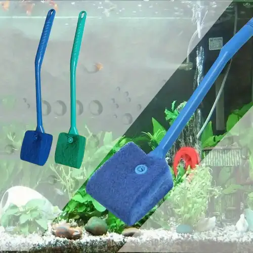 Tools for Removing Algae from Tank Walls: Ultimate Cleaning Solutions