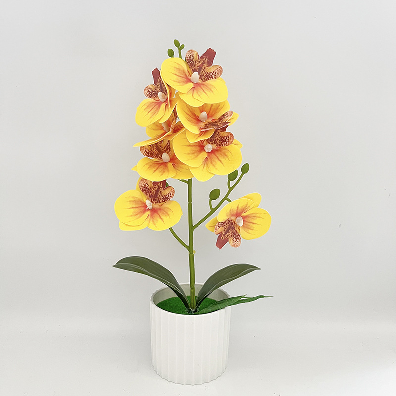 zamia zimmerpflanze Zamioculcas Zamiifolia Zanzibar Glücksfeder Zimmerpflanze – Blumen-Senf®