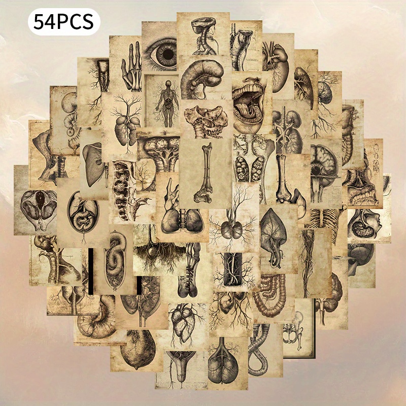 54pcs Retro Human Organ And Skeleton Stickers, Medical Anatomy Bone Stickers, Parchment Style Stickers, Suitable For Scenes Stickers