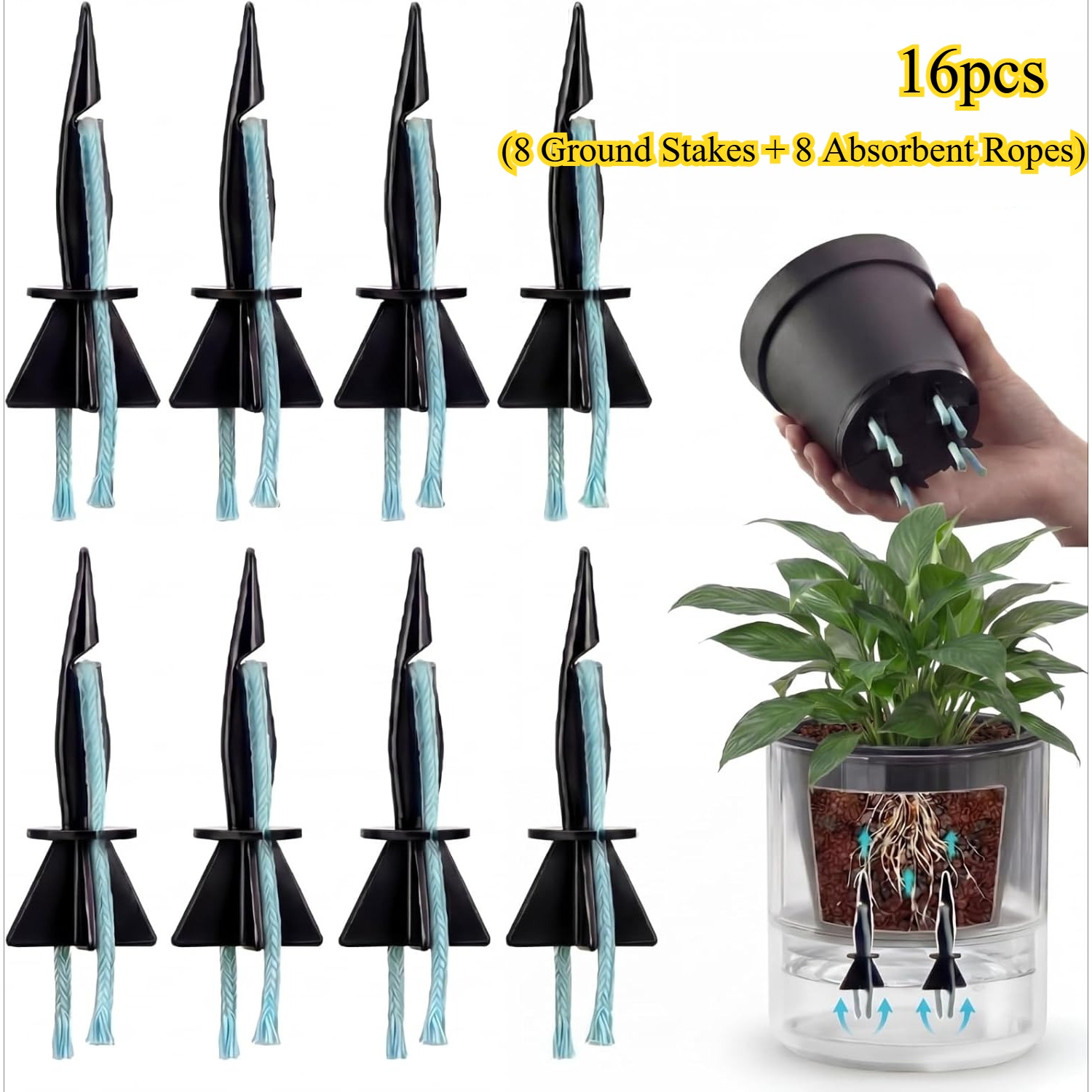 belgian endive plant 500 Organic Belgian Endive Seeds  Seed World