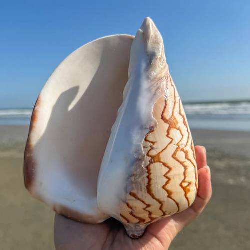 1pc special large sea snail landscape snail suitable for fish tank landscaping aquarium decoration hermit crab shell replacement diy shell home decoration ornaments for enthusiasts mothers day christmas gifts random color