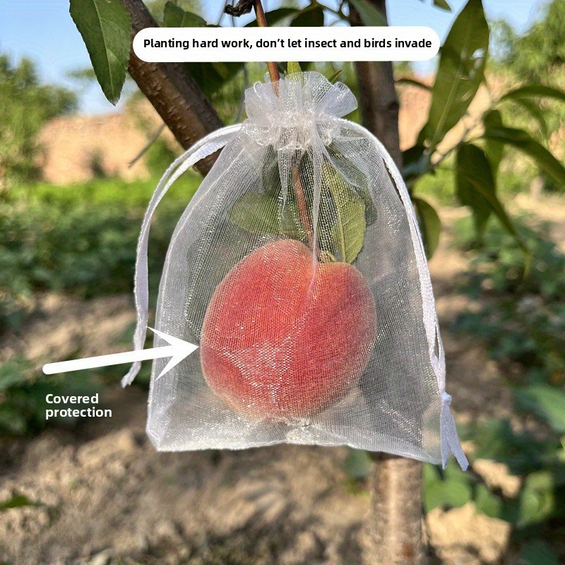 How to Protect Fruit Trees from Birds: Effective Tips That Work