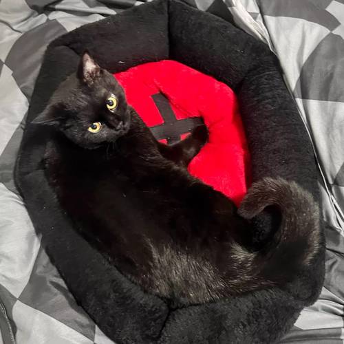 gothic style pet bed for cats and dogs featuring a comfortable and safe design with red colors and cross elements halloween home decor and as a gift for pets