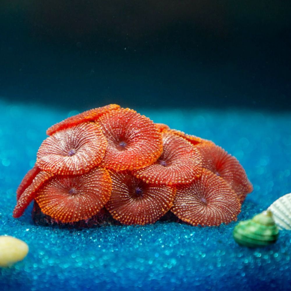 Künstliche Korallen-Deko Aus Harz Für Aquarien – Realistisches Design, Ungiftig & Langlebig – Für Süß- Und Meerwasser –