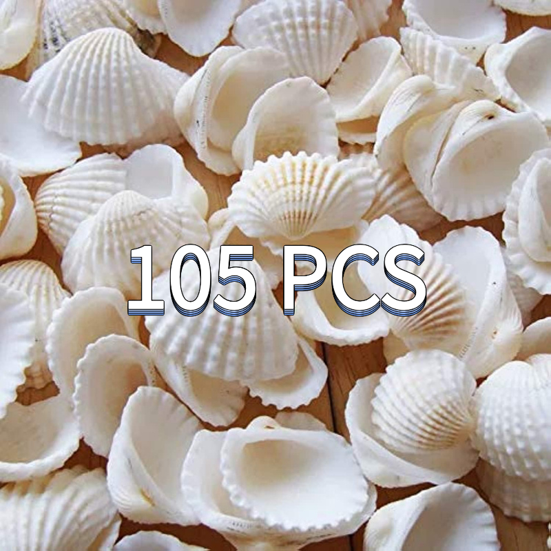 sea shells sold on Temu United States